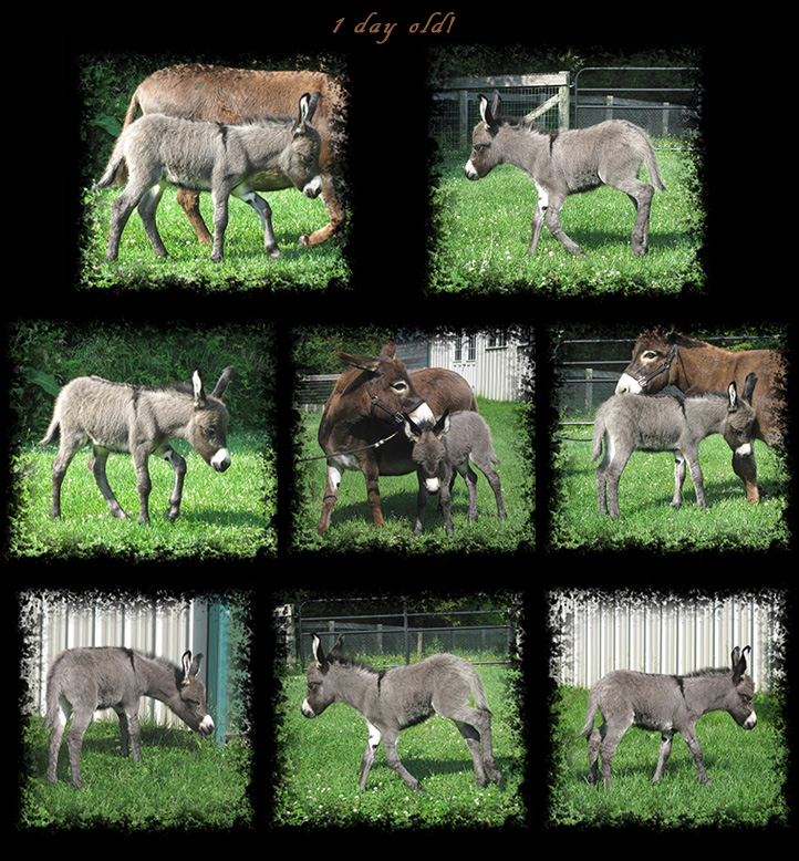 Critter Haven Farm Miniature Donkeys
